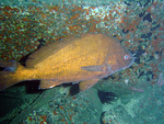 Canary drum (Umbrina canariensis)