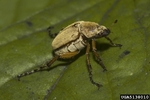 American rose chafer, Macrodactylus subspinosus