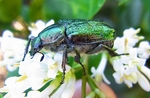 noble chafer (Gnorimus nobilis)