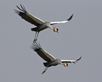 Grey Crowned Crane, crested crane (Balearica regulorum gibbericeps)