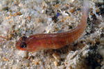 Coralline goby (Odondebuenia balearica)