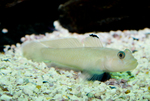 Blackeye goby (Rhinogobiops nicholsii)