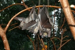 Straw-coloured fruit bat (Eidolon helvum)