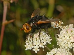 Tachina grossa (giant tachinid fly)