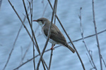 Brown-backed honeyeater (Ramsayornis modestus)