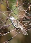 Bar-breasted honeyeater (Ramsayornis fasciatus)