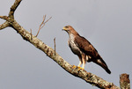 Bonelli's eagle (Aquila fasciata)