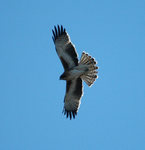 Little eagle (Hieraaetus morphnoides)