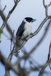 Lafresnaye's vanga (Xenopirostris xenopirostris)
