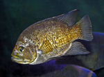 Paratilapia polleni (black diamond cichlid)