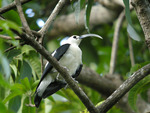 sickle-billed vanga (Falculea palliata)