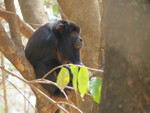 Black howler, black-and-gold howling monkey (Alouatta caraya) Male