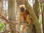 Black howler, black-and-gold howling monkey (Alouatta caraya) Female