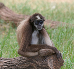 Brown spider monkey, variegated spider monkey (Ateles hybridus)