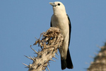 White-headed vanga (Artamella viridis)