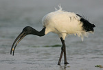 African sacred ibis (Threskiornis aethiopicus)