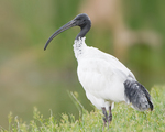 Australian white ibis (Threskiornis moluccus)