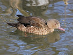 Madagascar teal, Bernier's teal (Anas bernieri)