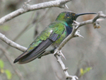 green-breasted mango (Anthracothorax prevostii)