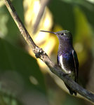 sapphire-spangled emerald (Amazilia lactea)