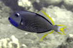 Gilded triggerfish, blue-throated triggerfish (Xanthichthys auromarginatus)