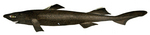 velvet belly lanternshark (Etmopterus spinax)