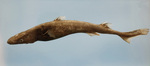 blurred lanternshark (Etmopterus bigelowi)