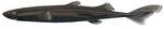 broadbanded lanternshark (Etmopterus gracilispinis)
