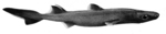 southern lanternshark (Etmopterus granulosus)