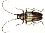 Pogonocherus ovatus