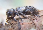 Pogonocherus fasciculatus