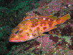 Yellowbarred Stingfish (Sebastiscus albofasciatus)