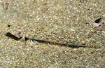 Marbled goby (Pomatoschistus marmoratus)