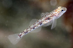 painted goby (Pomatoschistus pictus)