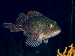 Sebastiscus tertius