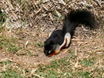 Prevost's squirrel, Asian tri-colored squirrel (Callosciurus prevostii)