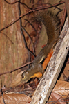 plantain squirrel, oriental squirrel, tricoloured squirrel, Callosciurus notatus