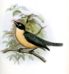 tylas vanga (Tylas eduardi)