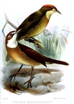 white-throated oxylabes (Oxylabes madagascariensis)
