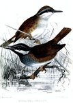Crossley's vanga, Crossley's babbler-vanga (Mystacornis crossleyi)