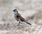 buff-winged cinclodes (Cinclodes fuscus)