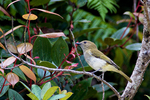 green-backed whistler (Pachycephala albiventris)