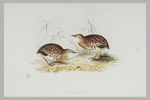 common buttonquail (Turnix sylvaticus)