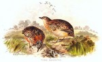 yellow-legged buttonquail (Turnix tanki)