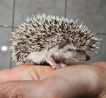 four-toed hedgehog (Atelerix albiventris)