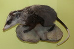 moonrat (Echinosorex gymnura)