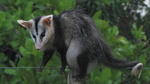 white-eared opossum (Didelphis albiventris)