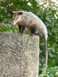 common opossum, black-eared opossum (Didelphis marsupialis)