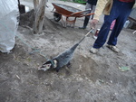 Andean white-eared opossum (Didelphis pernigra)