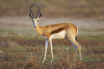 springbok (Antidorcas marsupialis)